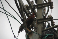 صورتي الاجمل: ديك يتسلق عمود للكهرباء في الشارع الرئيس وسط مدينة يافا